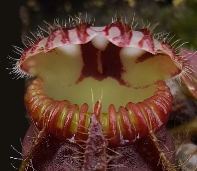 Cephalotus follicularis