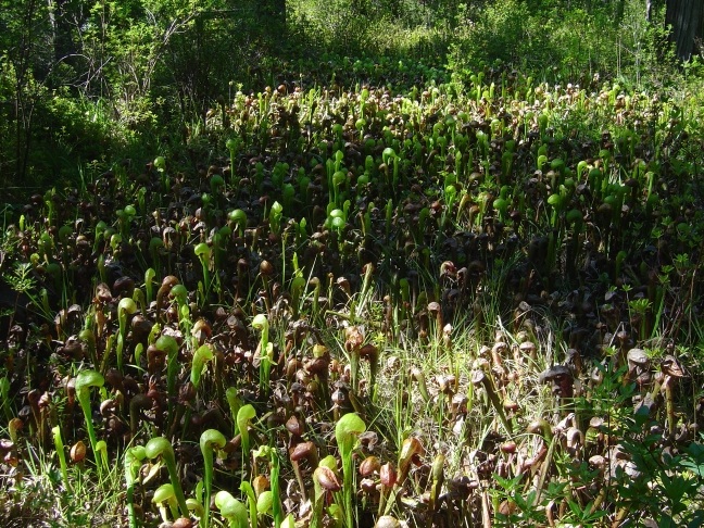 Darlingtonia californica Kolonie