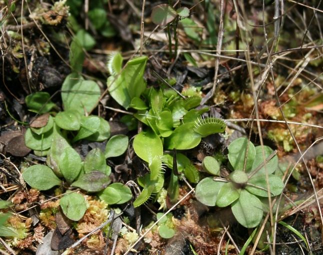 Dionaea Green Swamp