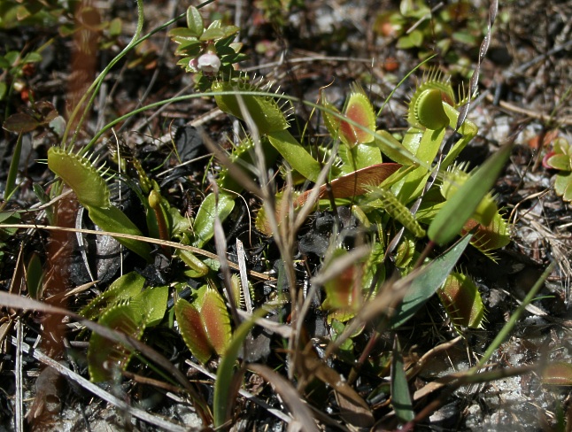 Dionaea Holly Shelter Swamp