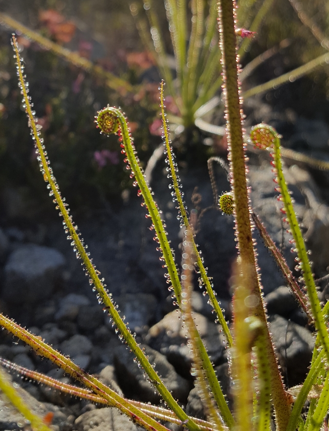 leaves of Drosophyllum lusitanicum