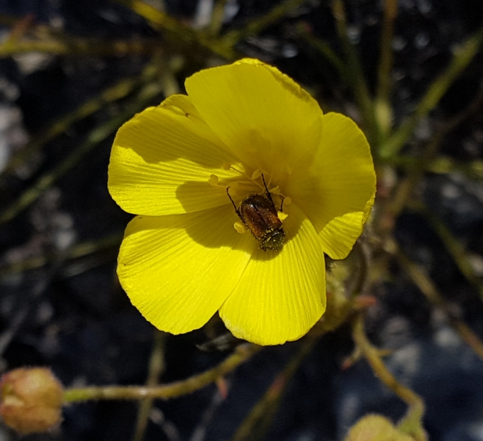 flower of Drosophyllum lusitanicum and pollinator