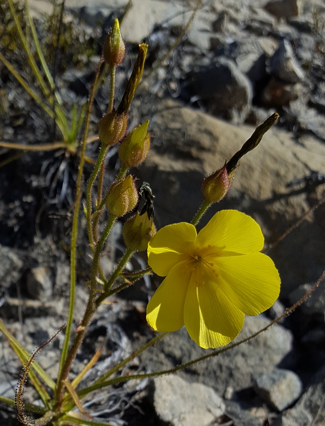 flower and flower bud Drosophyllum lusitanicum