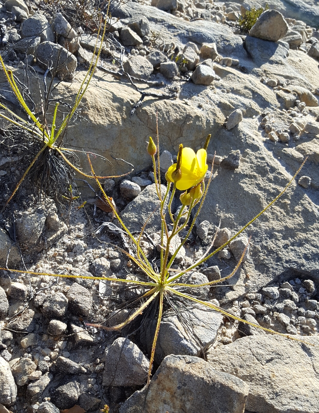 Drosphyllum lusitanicum with flower