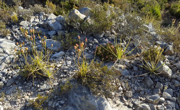 plants of Drosophyllum lusitanicum