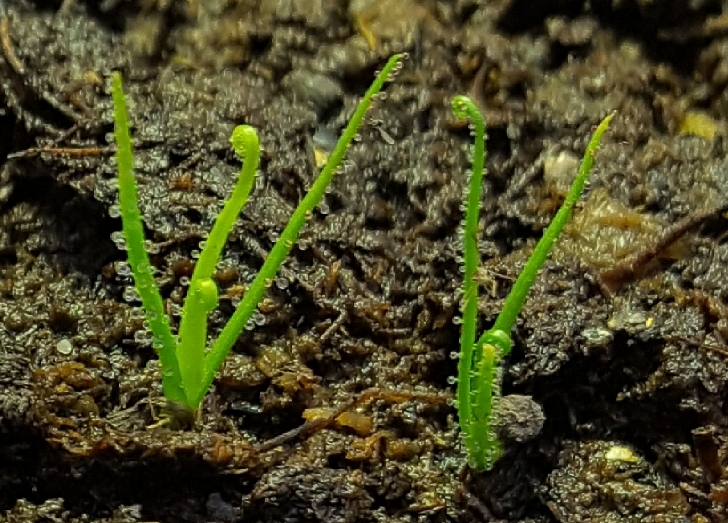 seedlings Drosphyllum lusitanicum