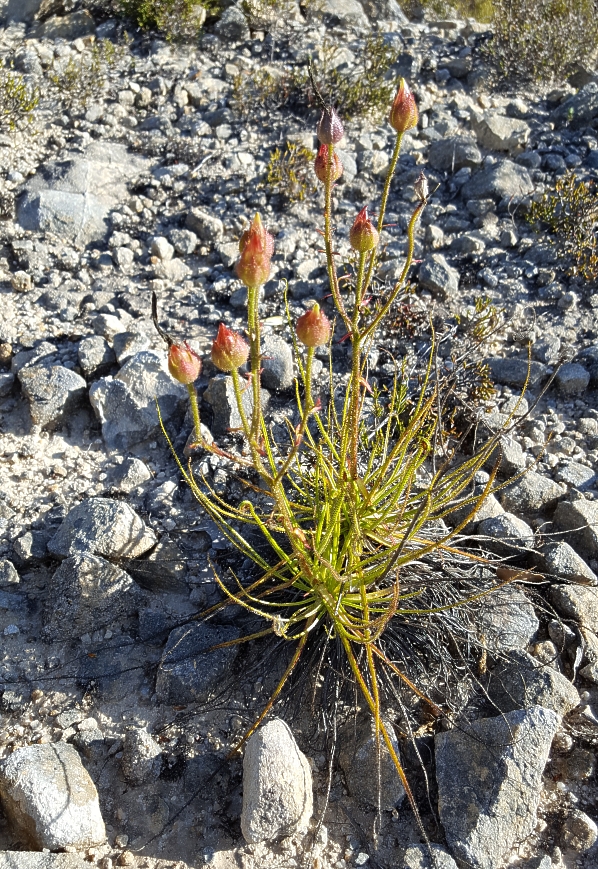 Drosophyllum lusitanicum plant after flowering