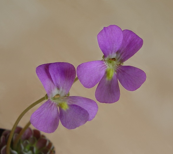 Pinguicula Florian Blüte front