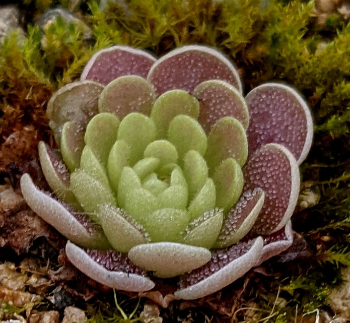 Pinguicula Florian Sommerrosette