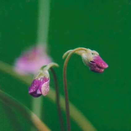 Pinguicula debbertiana Blte