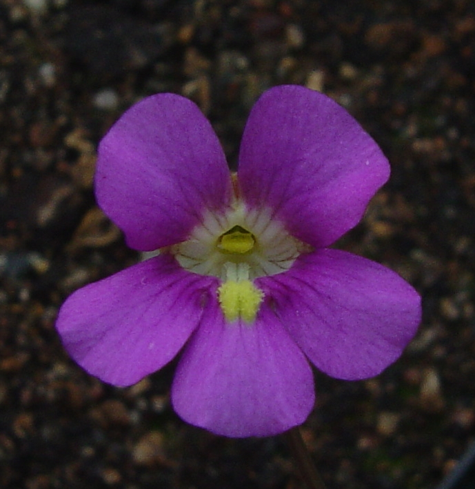 Pinguicula debbertiana Blte
