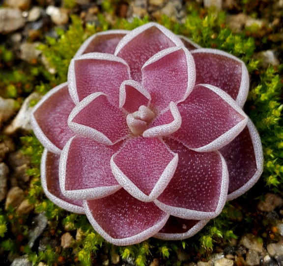 Pinguicula debbertiana summer rosette