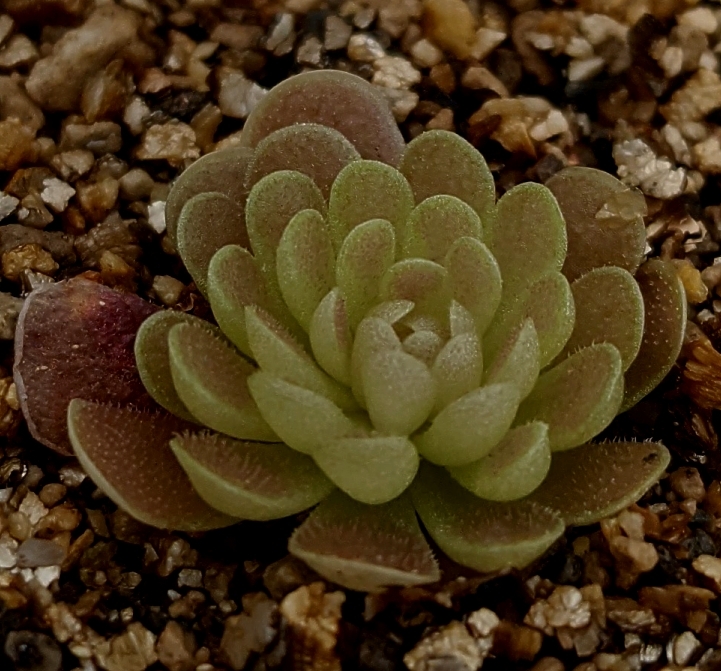Pinguicula debbertiana winter rosette