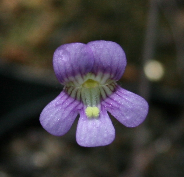 Pinguicula debbertiana Blte