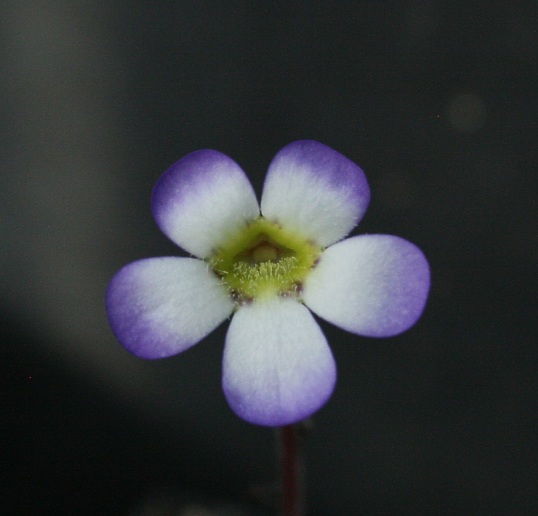 P_martinezii Blte frontal clone b
