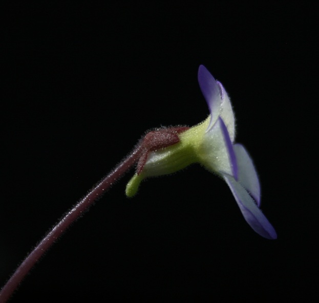 P_martinezii Blte seitlich clone b