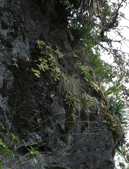 P_martinezii Pflanzen auf Felsen