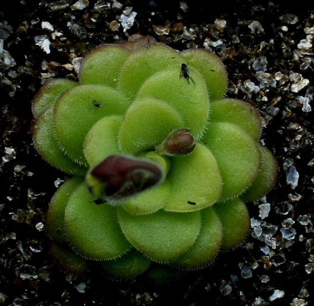 P_martinezii Winterrosette mit Knospen