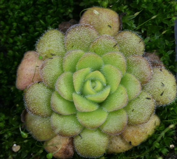 P_martinezii Winterrosette clone a