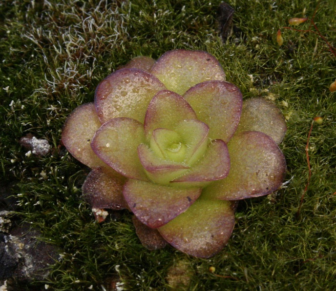 P_martinezii Winterrosette rtliche Bltter