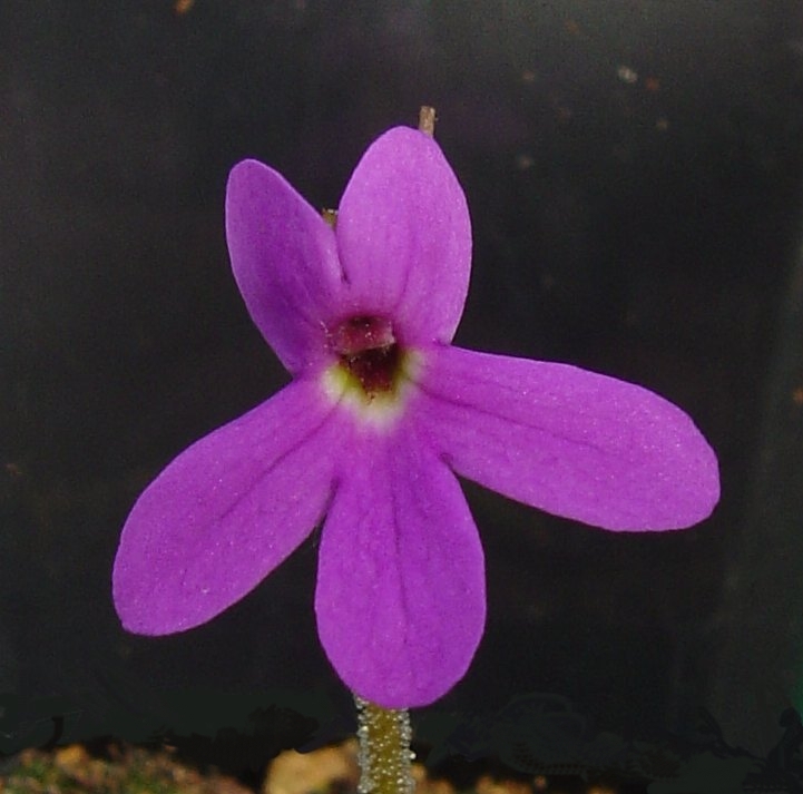 Pinguicula oblongiloba Blüte violett frontal