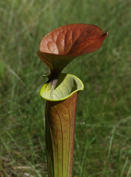 Sarracenia