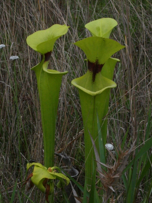 Sarracenia