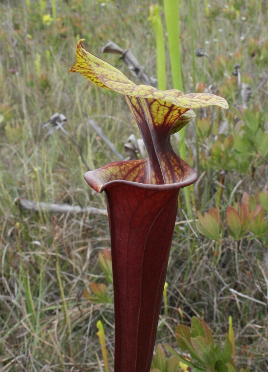 Sarracenia flava