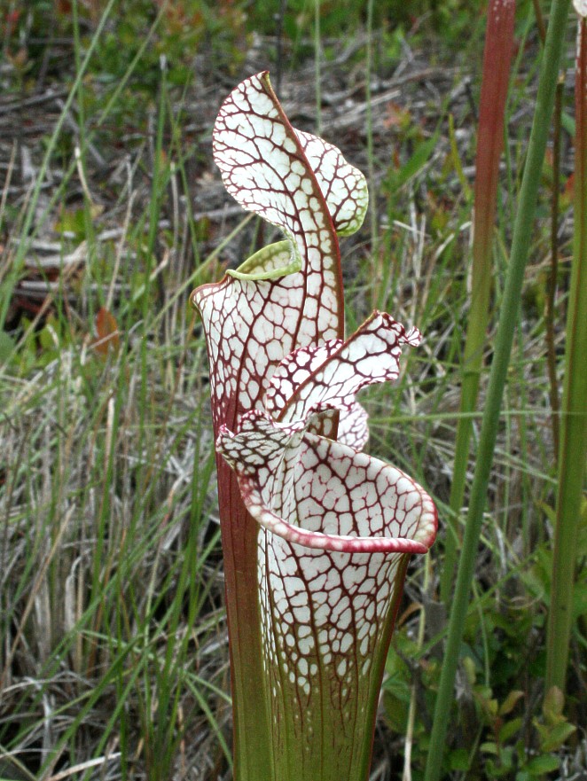 Sarracenia