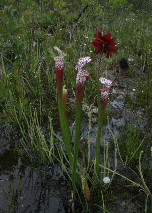 Sarracenia