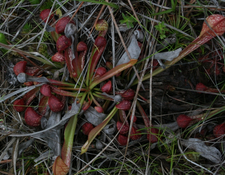 Sarracenia