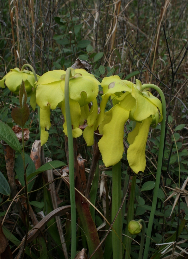 Sarracenia flava