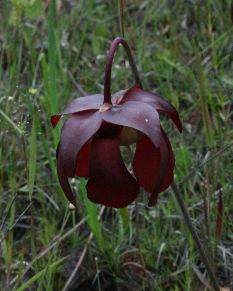Sarracenia