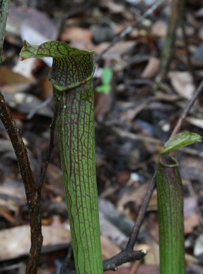 Sarracenia rubra