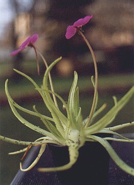 Pinguicula moctezumae Pflanze